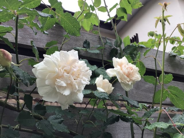 バラが素敵でしょう マダム アルフレッド キャリエールやフランシス デュブリュィなど Haruの庭の花日記 Haru S Garden Diary