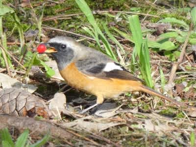 19仙台MF)ジョウビタキ初認 - 生き物ウォッチングが好き