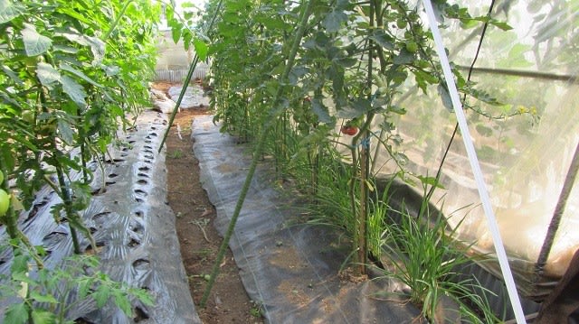 6月9日 トマト支柱補強しました ビギナーの家庭菜園