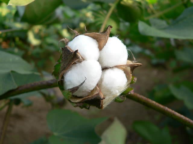 綿が取れる植物 ワタの花 田舎へ行ってご 見てご