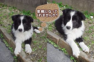 里親募集 靴と靴下 先生犬 ボーダーコリー クロスのはな ｒｉｋｉ