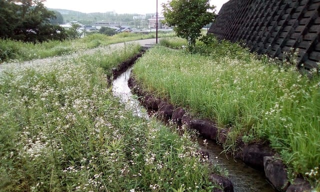 マンション横の境川の緑地化 - カルス