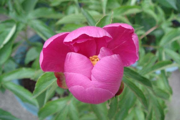 肥後芍薬 日々好日 肥後芍薬 日々好日