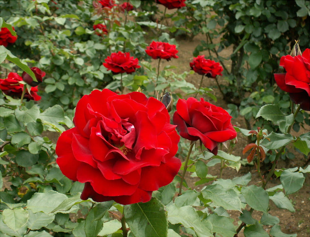 真紅の薔薇サムライの謎 花の公園 俳句 ｉｎｇ