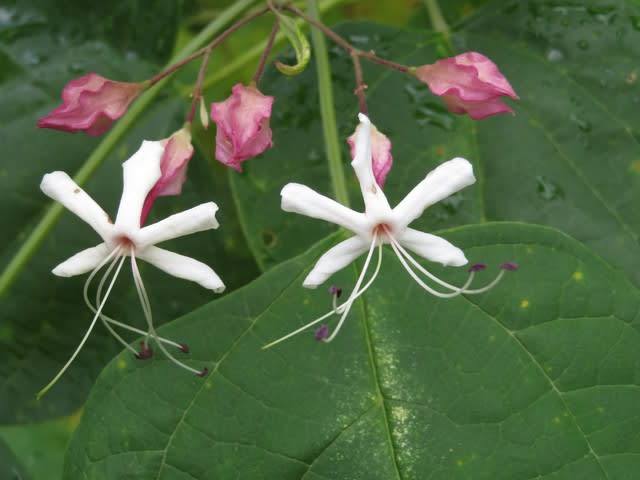白い花はよい香りを放つクサギ 野の花 庭の花