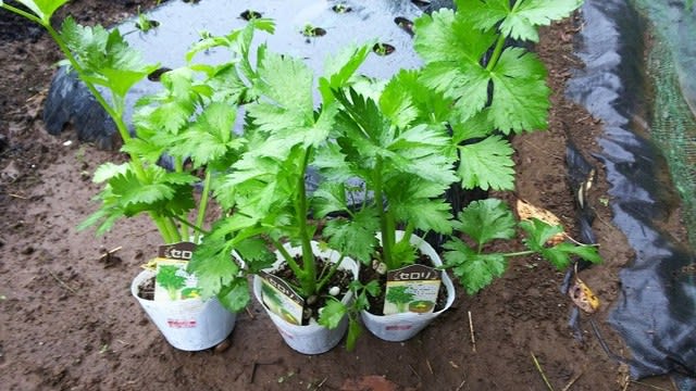 １０月１４日セロリ Celery を急遽植え付けました ビギナーの家庭菜園