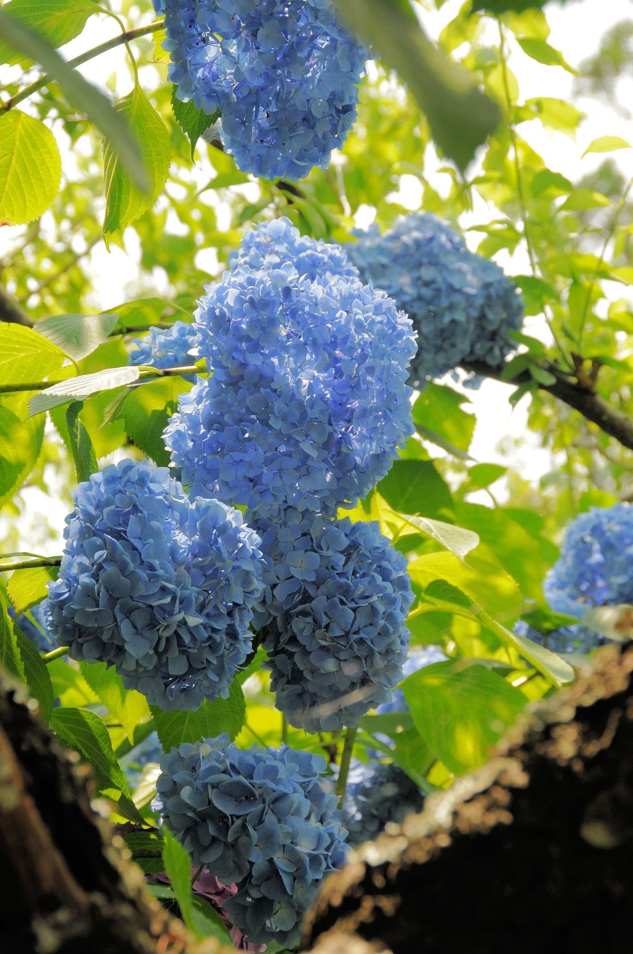 本光寺の紫陽花！①の画像