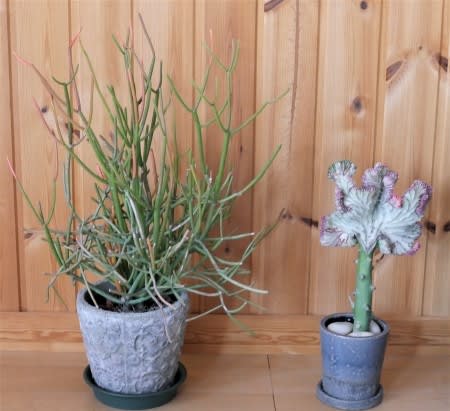 多肉植物と観葉植物を室内へ 旅するガーデナー 多肉植物と観葉植物を室内へ 旅するガーデナー