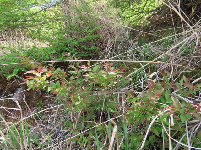 高ボッチ高原・鉢伏山の植物　ウスノキ（臼の木）