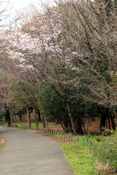 砧公園へ桜を見に行ってきました １ Granma のデジカメ写真日記