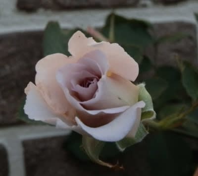 綺麗に咲いた切花品種フォルム ニューウェーブ と入間航空祭 Roucheの額 薔薇の国星