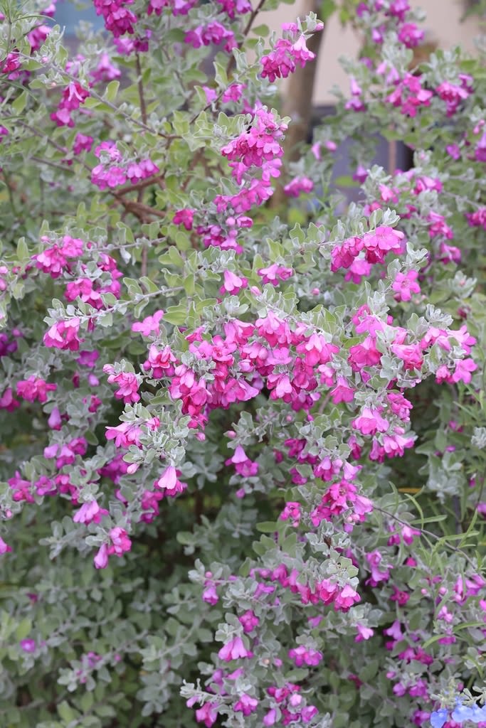 花の咲く庭木〜シルバーリーフ〜 - 雑木と宿根草とクレマチスの小さな庭づくり