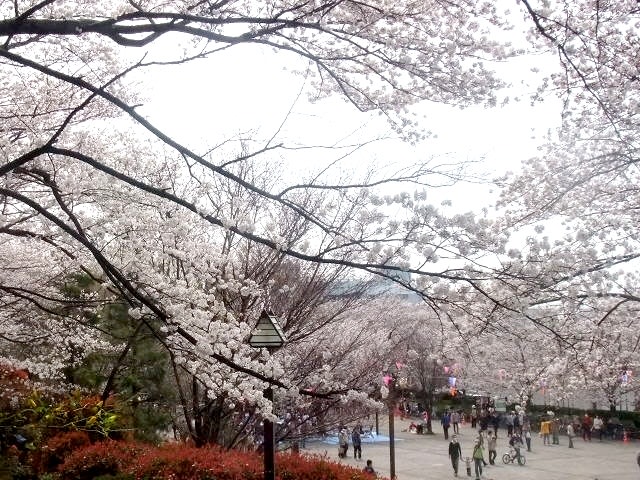 桜　ソメイヨシノ