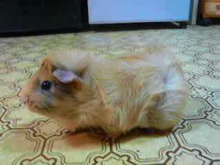 アビシニアンモルモット カブト クワガタの希少種がいるお店 フィールドガーデン