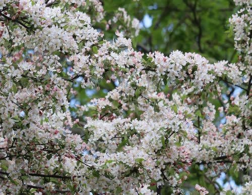 長野県佐久市の東端にある佐久荒船高原では ズミの白い花があちこちで咲いています ヒトリシズカのつぶやき特論 長野県佐久市の東端にある佐久荒船高原では ズミの白い花があちこちで咲いています ヒトリシズカのつぶやき特論