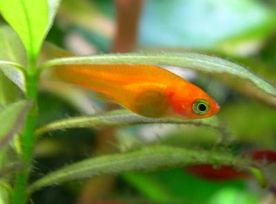 レッドソードテールの稚魚 ４週間 ソウルで金魚