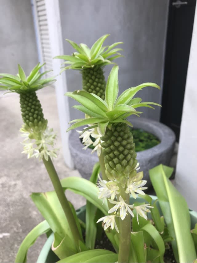 パイナップル に 似 た 植物