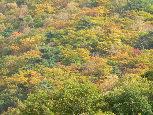 三才山の紅葉