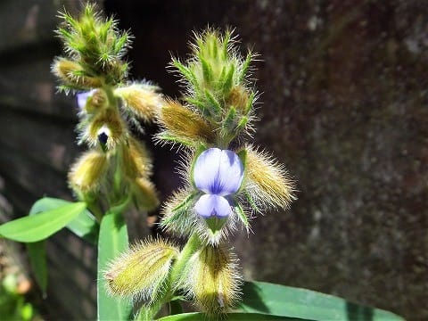 昼に咲く花 夜咲く花 メジロさんの日々の備忘録