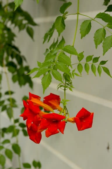 アイノコノウゼンカズラの花と気根 京都園芸倶楽部のブログ