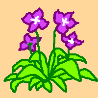 紫色の花のイラスト