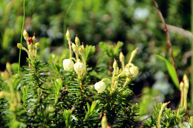 高山植物の画像