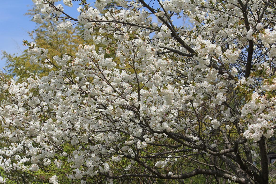 八重桜の画像