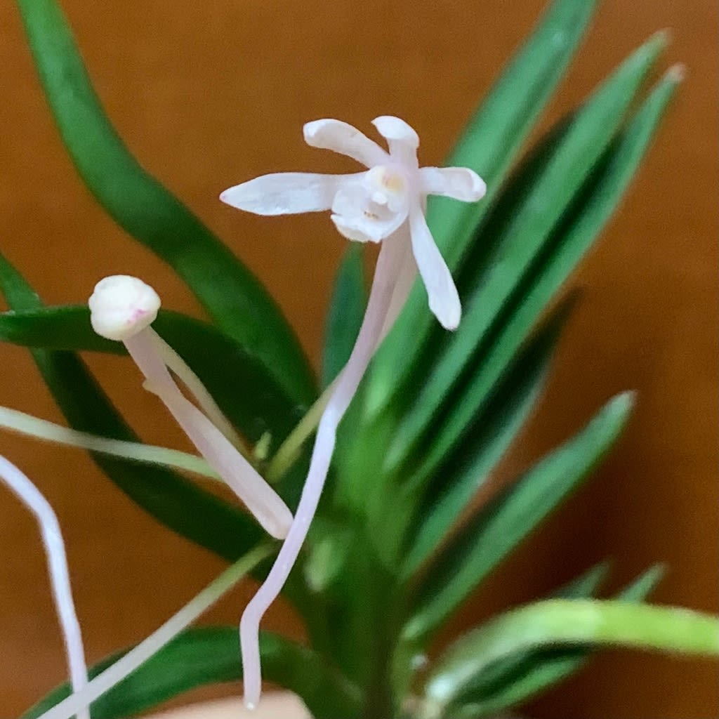 千手観音 - 純風満蘭 富貴蘭・風蘭ブログ 着生蘭よもやま話