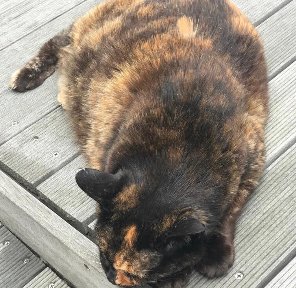 千疋屋の前のサビ猫 しもまゆの写真日記 千疋屋の前のサビ猫 しもまゆの写真日記