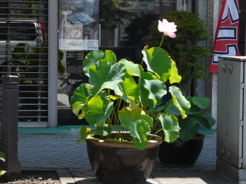 大名町の蓮の花