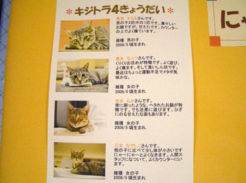 京都 猫カフェねこ会議 猫好きの普通の日記