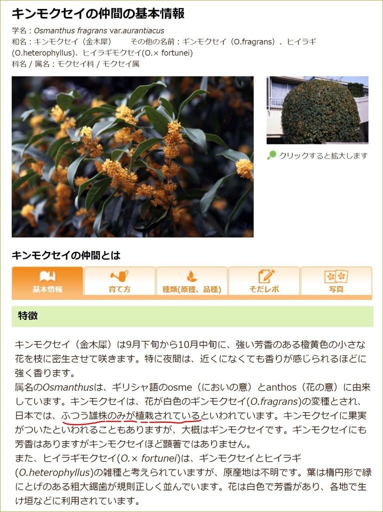 最大 Offクーポン ギンモクセイ 銀木犀 15cmポット苗 Foodsecurity Me