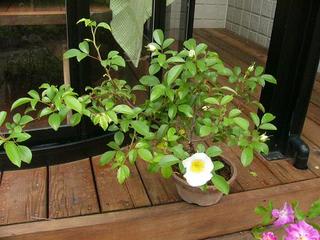 ナニワイバラの鉢植え 野の花ガーデンblog
