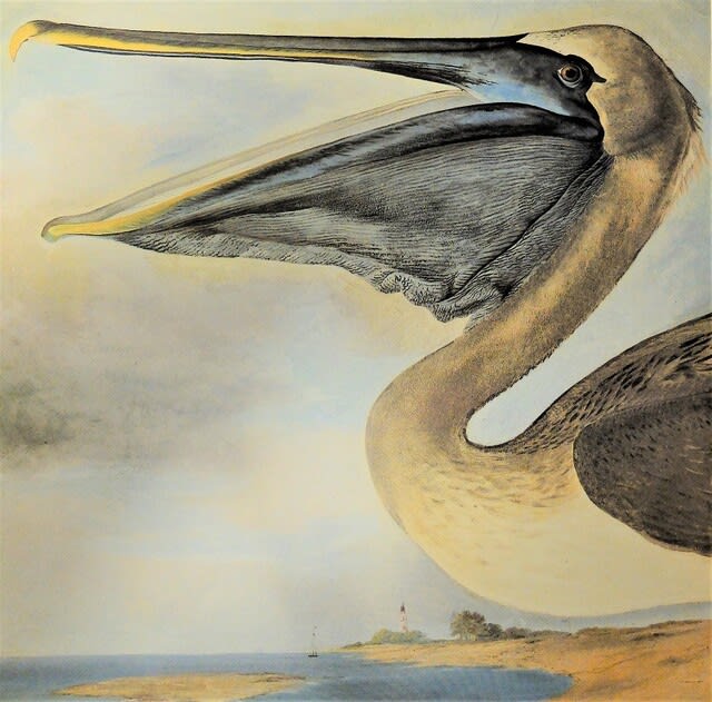 441． シリーズ『リアリズムとしての野生生物画』第9回 - J.J.オーデュボンの鳥類画・水彩画編 - - 長島充-工房通信-THE