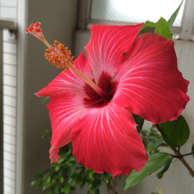 ブッソウゲ 仏桑花 アオイ科フヨウ属 Microcosmos H Discover Japan