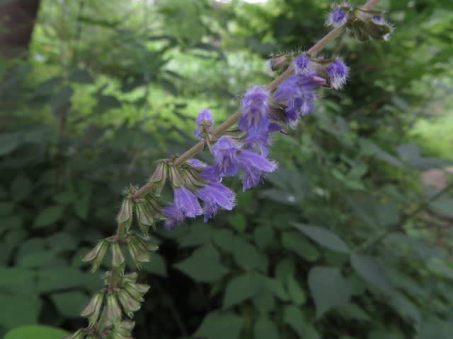 この時期に貴重な紫の花をつけるアキノタムラソウ 野の花 庭の花