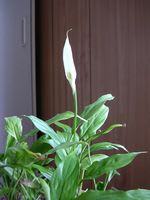 spathiphyllum02.jpg: スパティフィラムの花芽