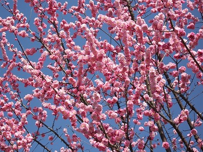 「青空を背景にした梅の花（その２）」の写真