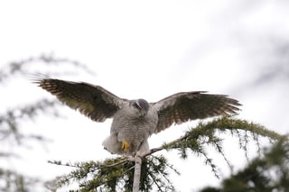 オオタカ 肉食動物に羽根 鳥撮りの詩
