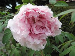 大輪の花が咲く（長安の春） - 明源寺ブログ