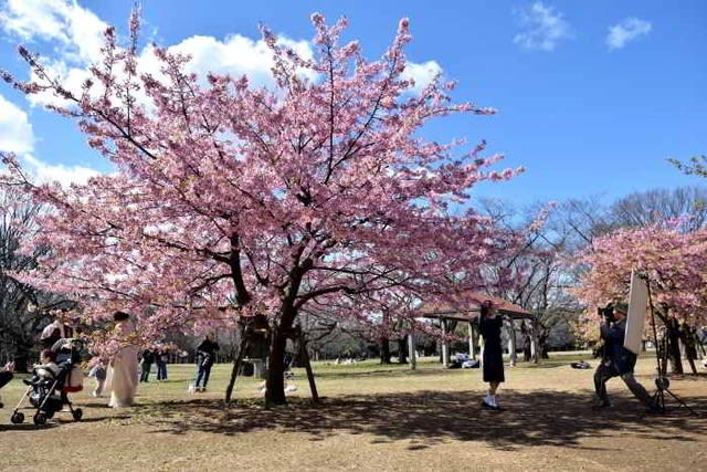 代々木公園 河津桜が満開２０２０年 ランシモ