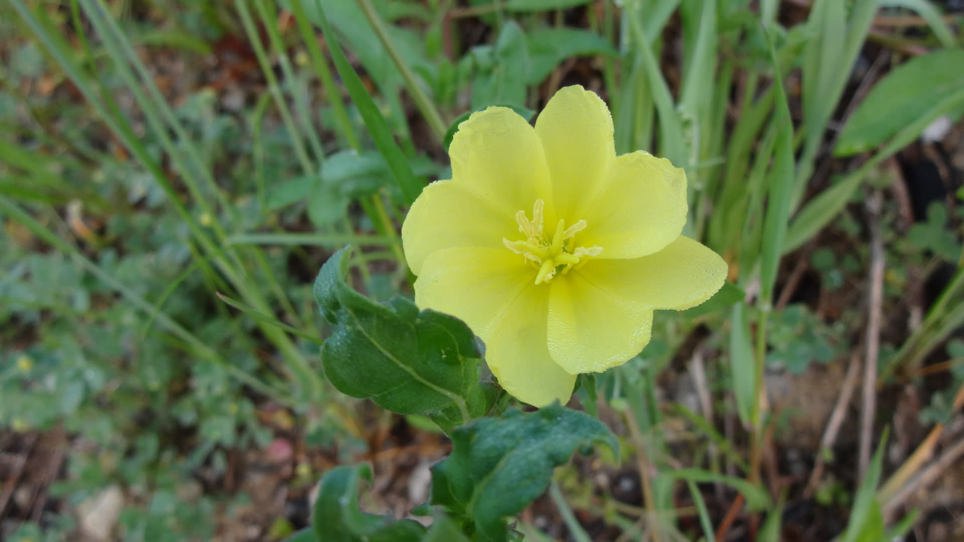 野に咲く春の可憐な花 ４枚の黄色のハートの花弁の花 ワインバーでのひととき