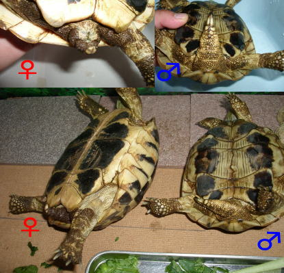 ヘルマンリクガメ クマ 変な行動 我家の動物日記 ヘルマンリクガメ クマ 変な行動 我家の動物日記