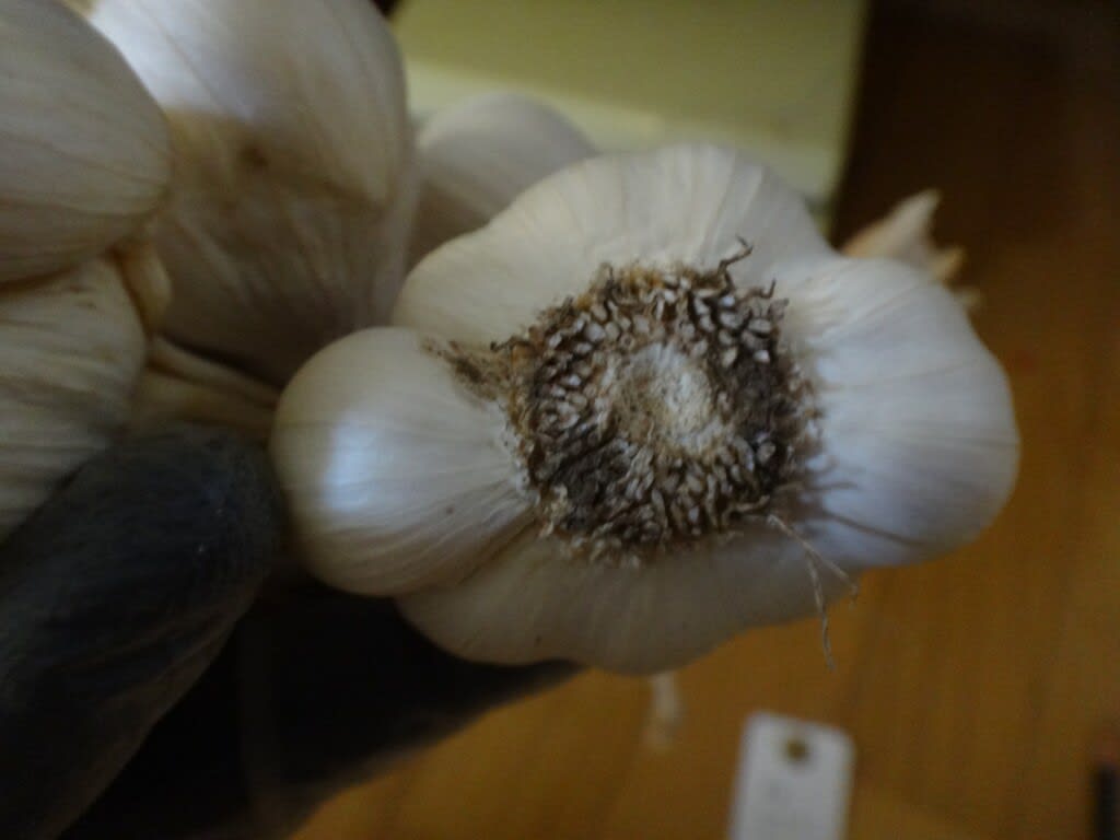 2022/07/24三つ編みにんにく garlic-blaid