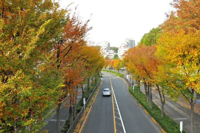 街路樹の欅紅葉 行く川の流れ