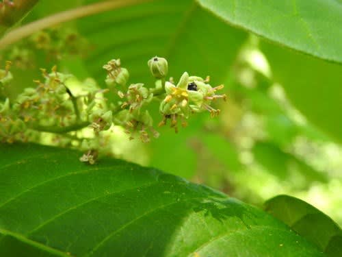 高ボッチ高原・鉢伏山で最近咲いている花　ツタウルシ（蔦漆）