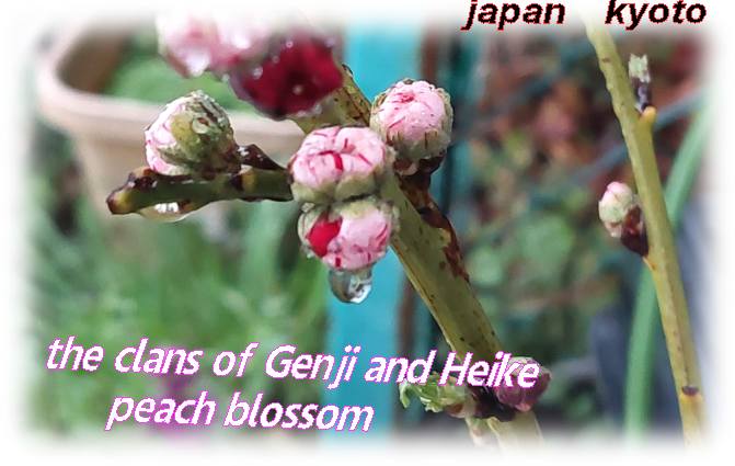 桃の花、、源平モモの花キレイ可愛い咲きました！ - いげのやま美化クラブ