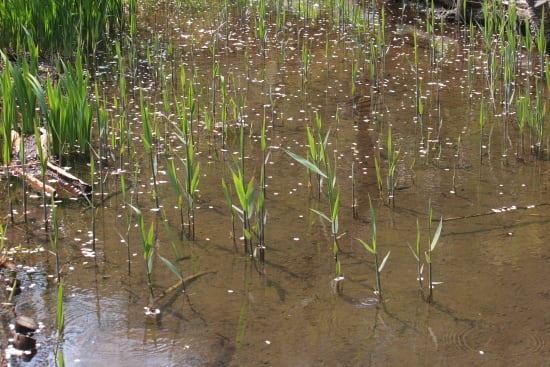 葦の角 あしのつの ｍｏｎａのフォト ギャラリー