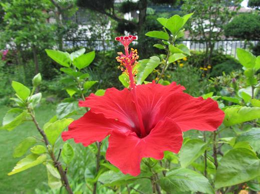 庭に南国の花 ハイビスカスが咲きました ぶな太の四季折々 庭に南国の花 ハイビスカスが咲きました ぶな太の四季折々