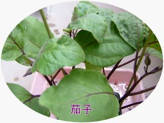 茄子の花もう直ぐ咲きそう